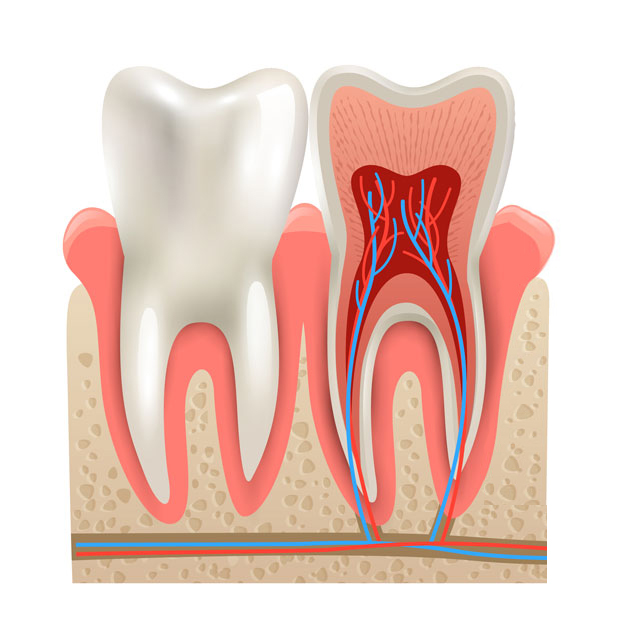 Endodoncia